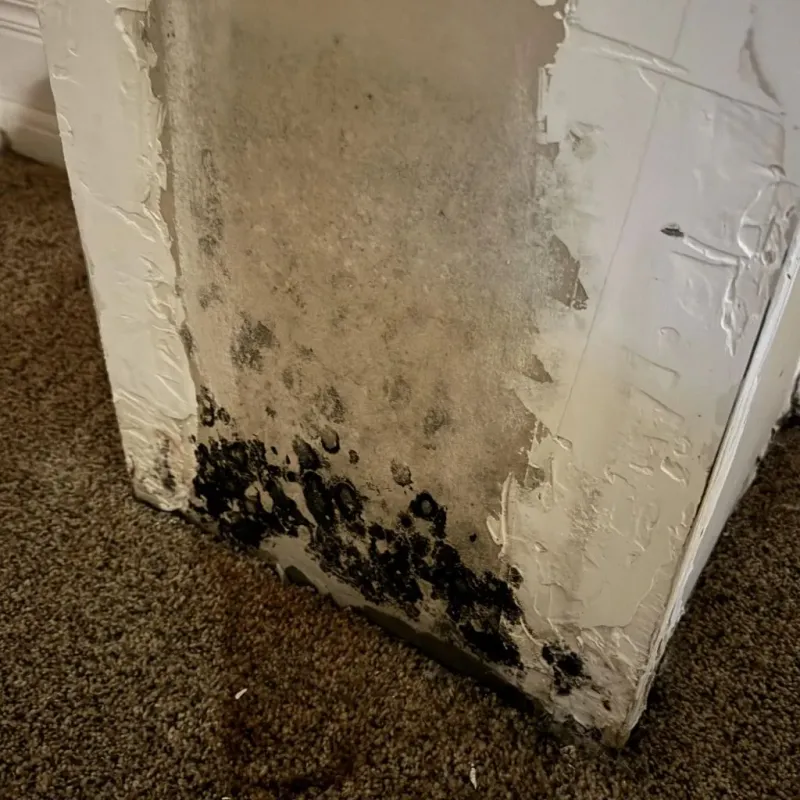 Professional Mold Removal in Montville Center, CT